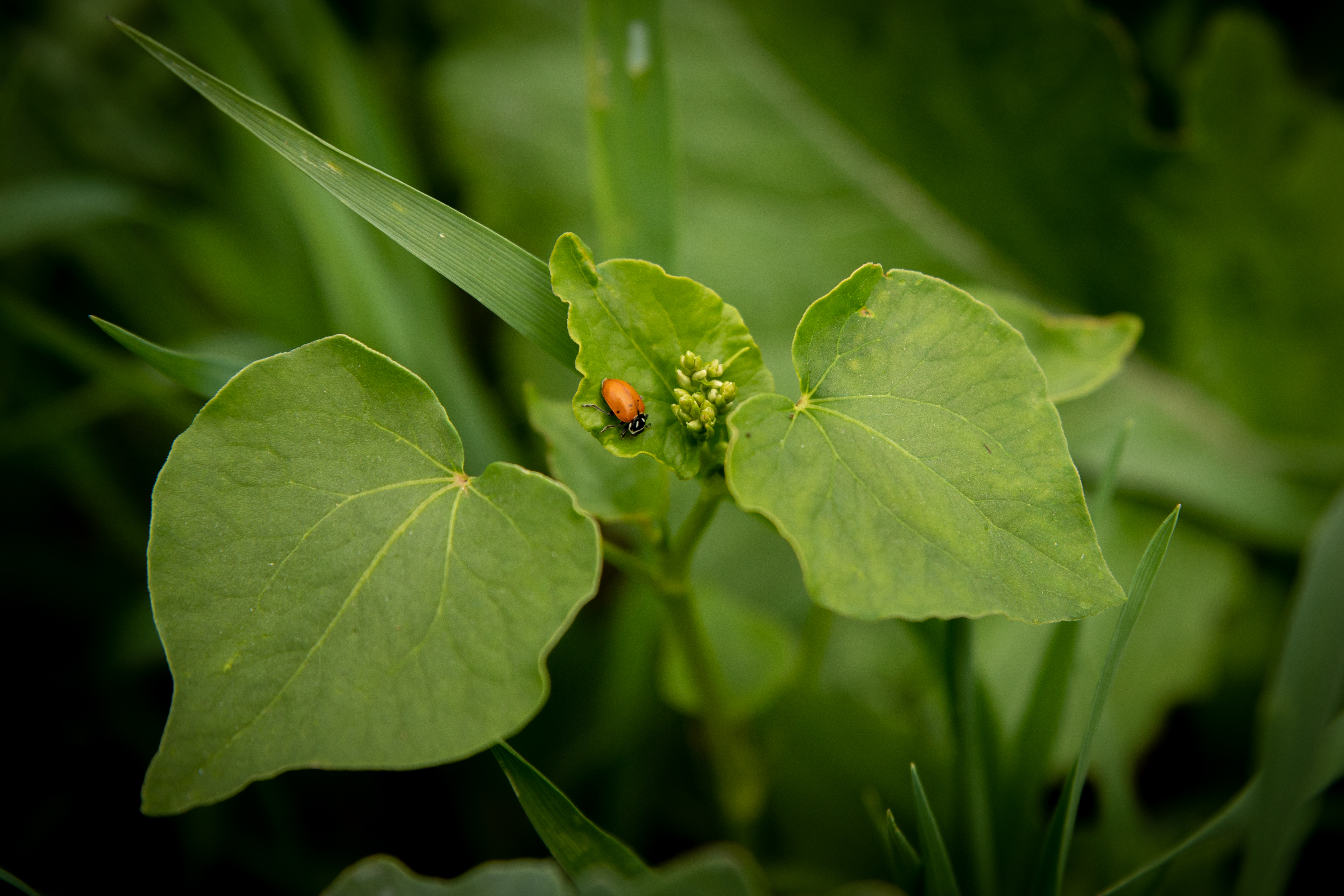 Small bug on a leaf